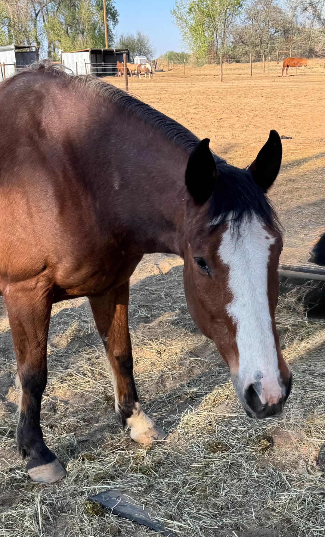 AJ, a bay horse with a large white blaze, gentle eyes