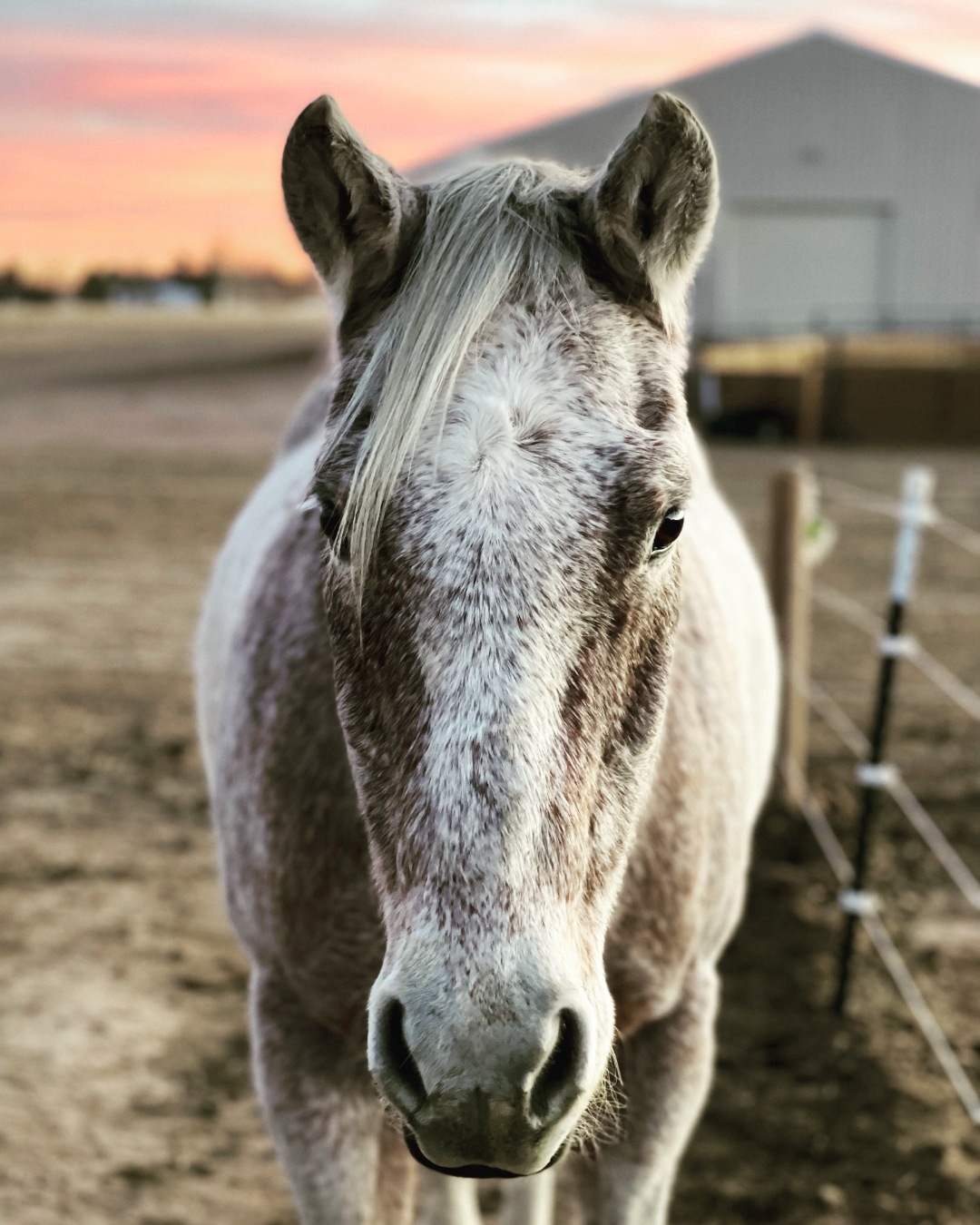Banjo in pink sunset light