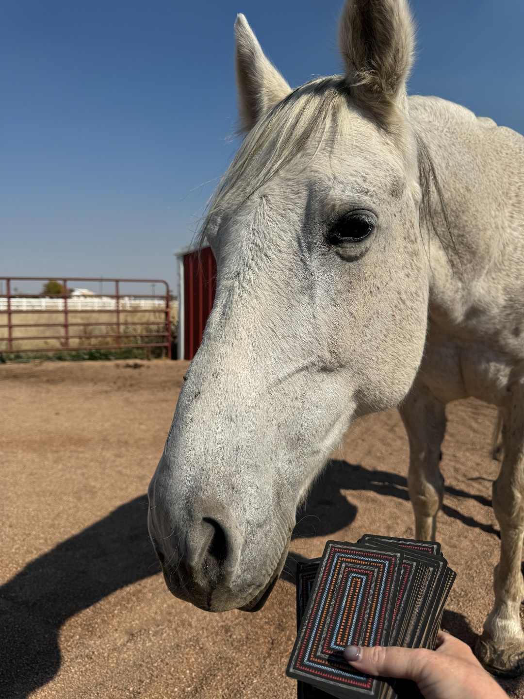 Stella the gray mare looking down at a deck of Tarot cards held by Ashley