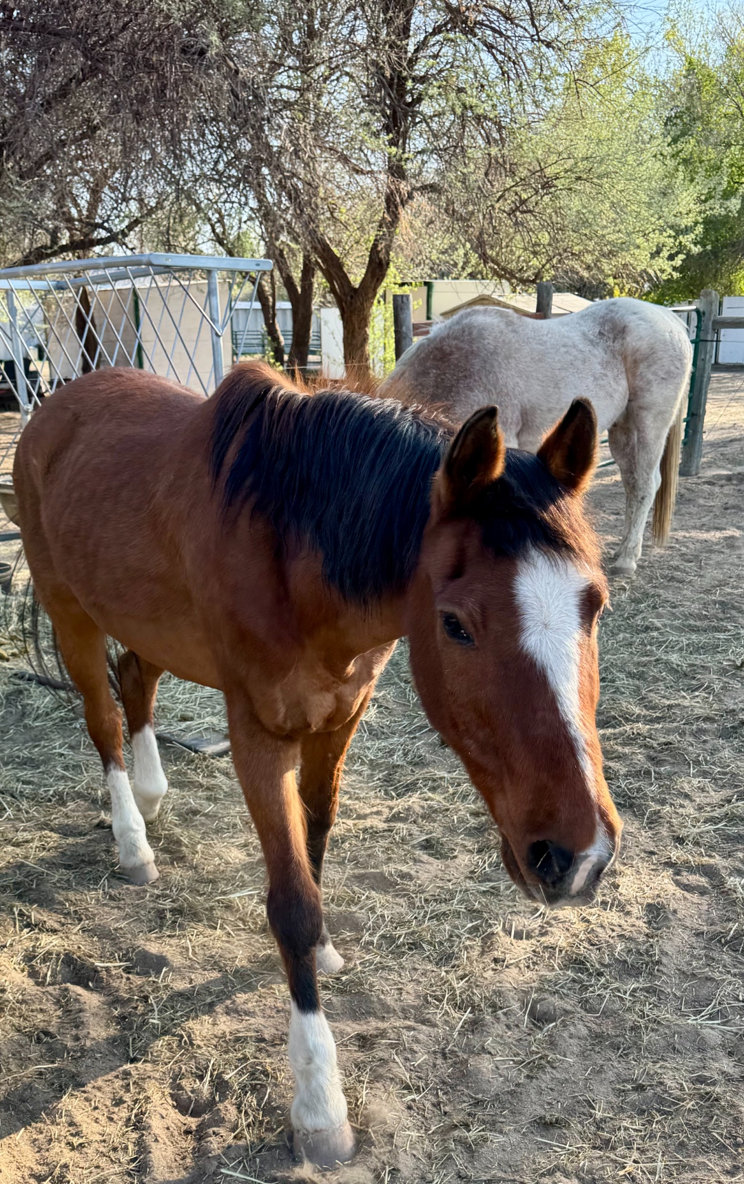 Merlin, a bay horse with a white star, walking toward the camera