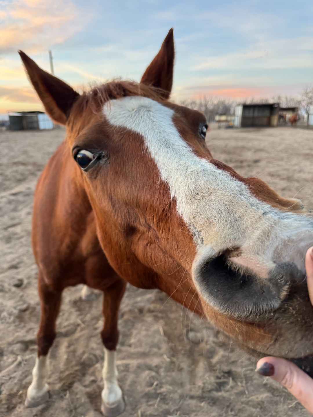 Reesh with nose in camera