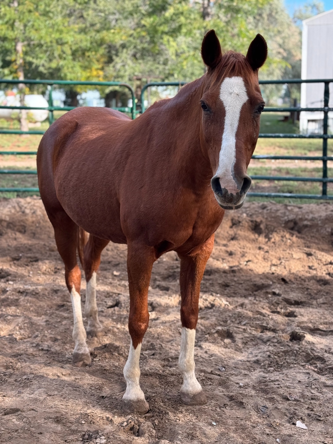 Reesh, a chestnut mare with a bold white blaze, standing in the pen