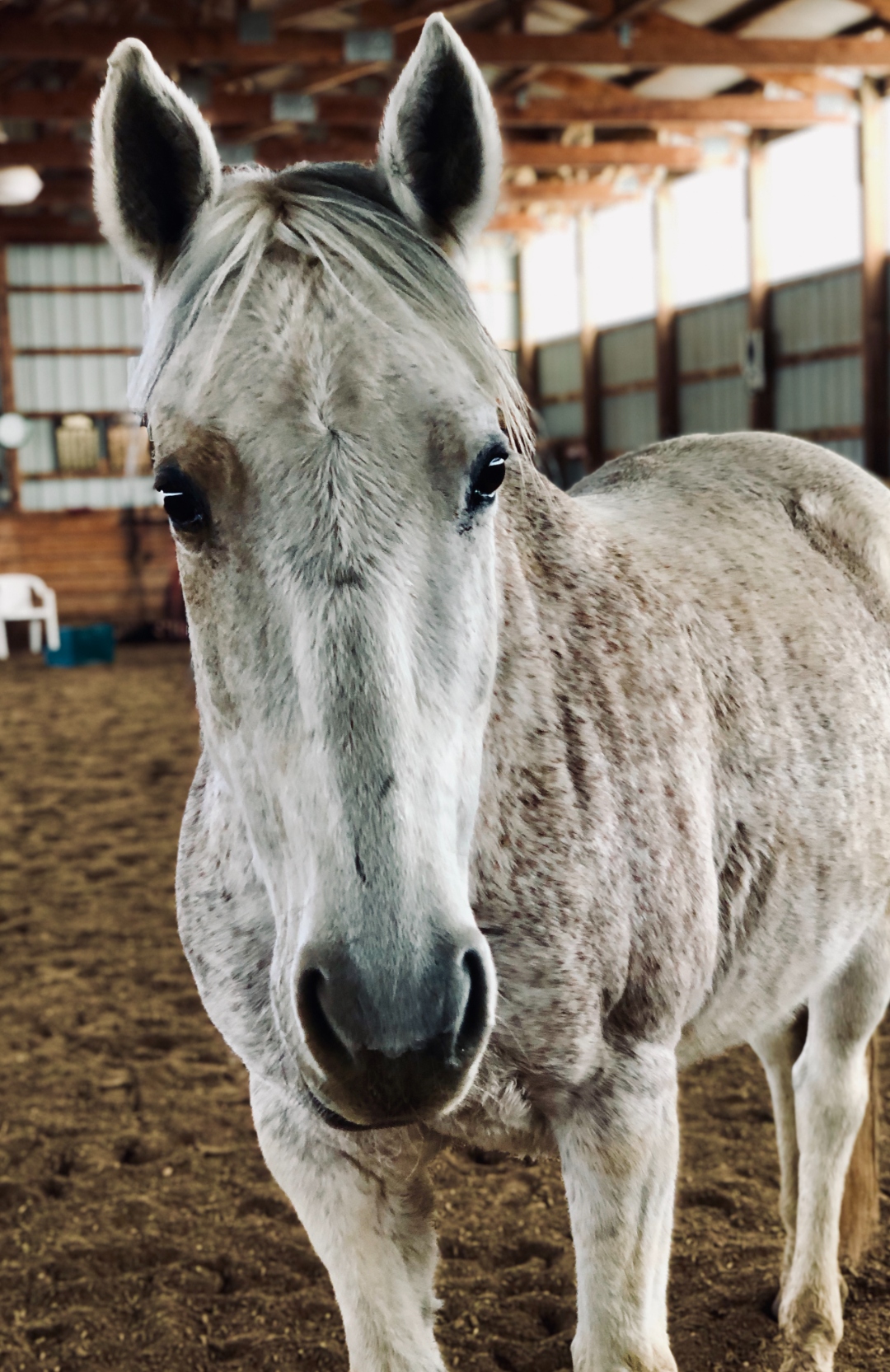 Stella, a gray mare, looking directly at the camera in the barn