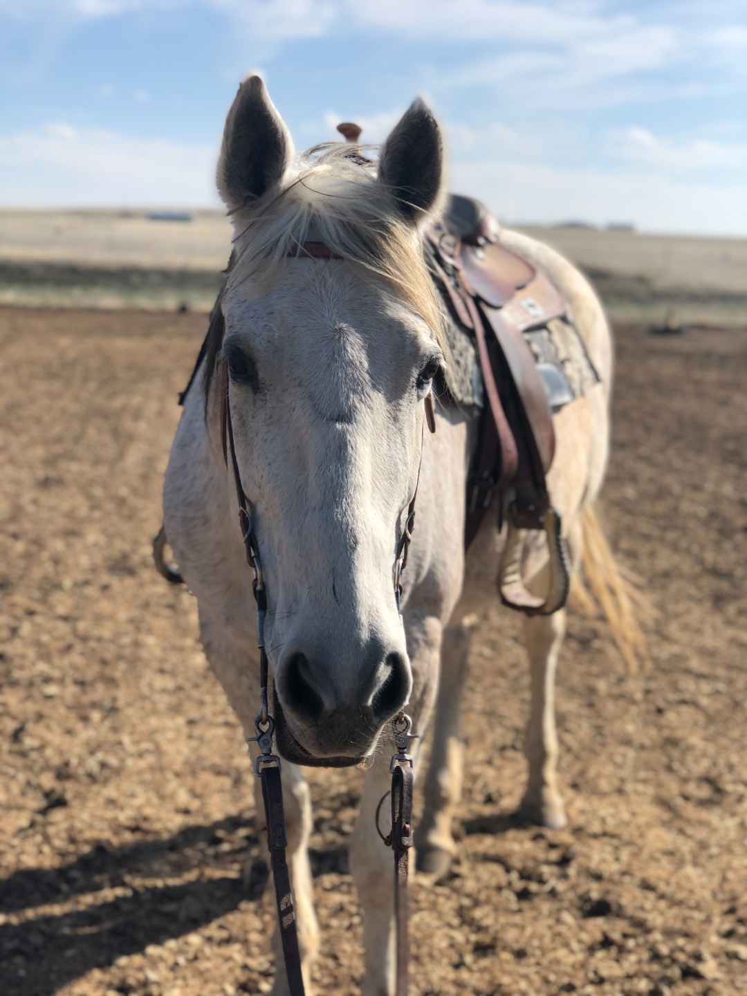 Stella saddled up in the field