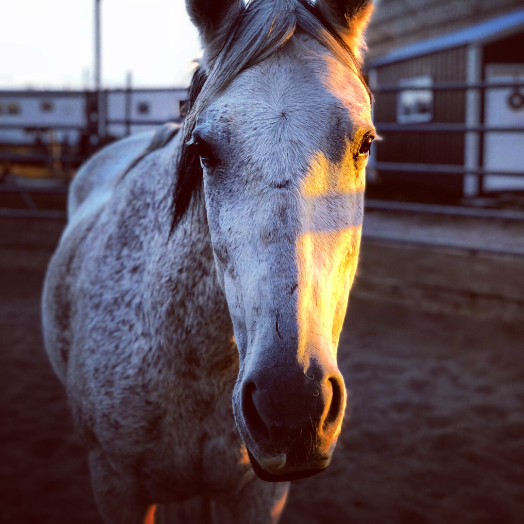 Stella the gray mare standing in warm golden light