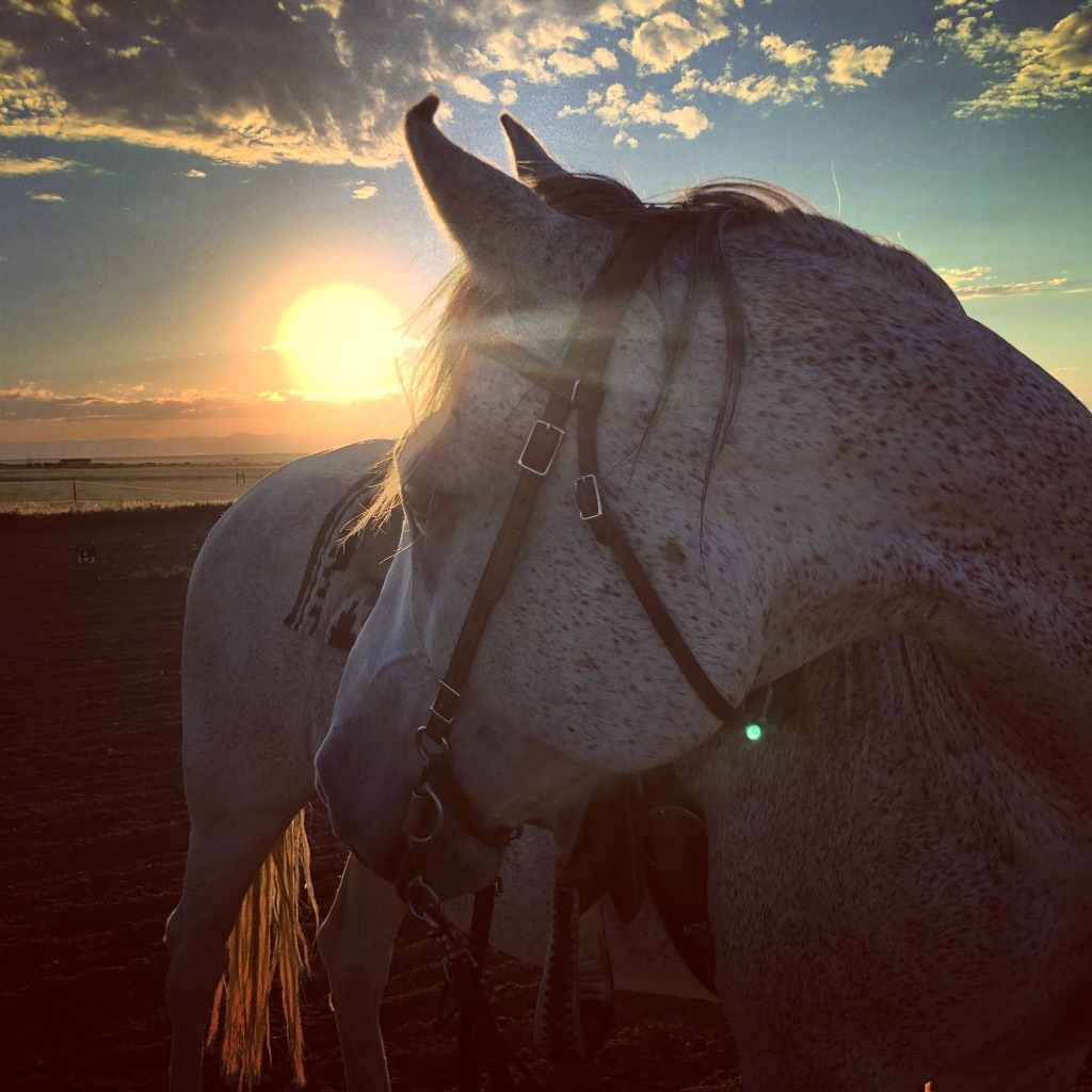 Stella in sunset light